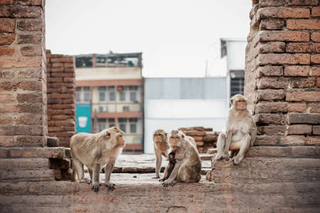 monkeys on the old buildings with sky.の写真素材