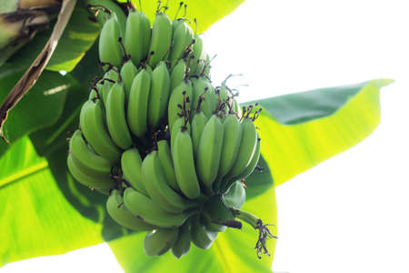 Raw bananas on tree with sunrise.の写真素材