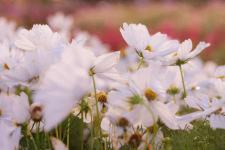 White cosmos with beauty in the garden.の写真素材
