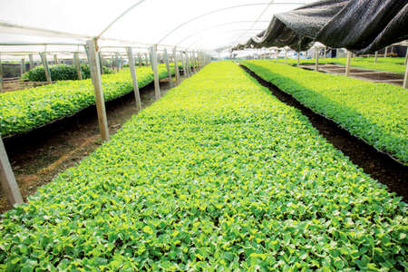 Organic vegetable plots in the green house at sunlight.