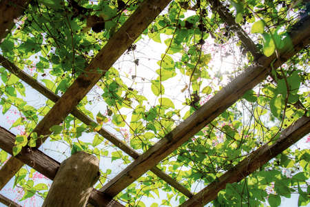 Ivy on trellis in garden with the sunlight.の写真素材