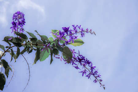 Purple flowers in garden with beautiful at the sky.の写真素材