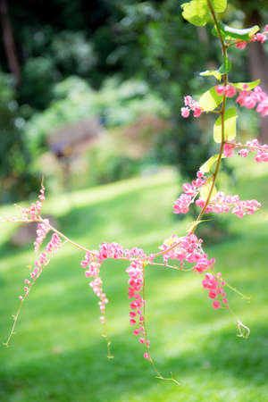 Pink ivy flowers in garden with the beautiful.の写真素材