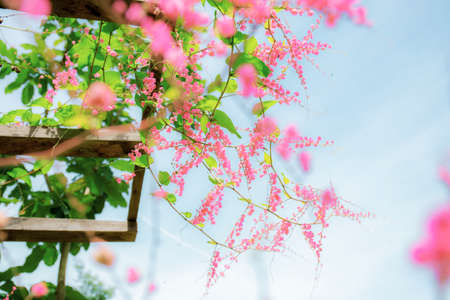 Pink ivy flowers on fence with the sky.の写真素材