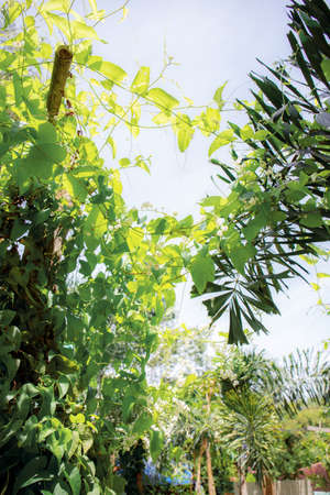 Ornamental plants at sunlight in the backyard.の写真素材