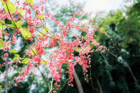 Pink flower of ivy in garden with the sunlight.の写真素材