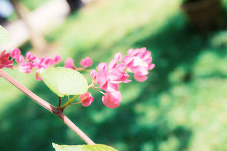 Pink flower ivy in the garden with green lawn background.の写真素材