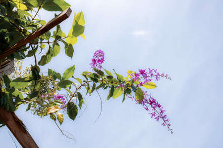 Purple flowers on trellis with the beautiful at sunlight.の写真素材