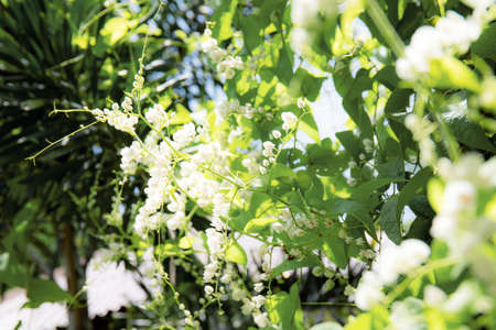 White flowering ivy on fence with the sunlight.の写真素材