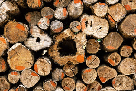 Log piles for the lumber industry with texture background.の写真素材