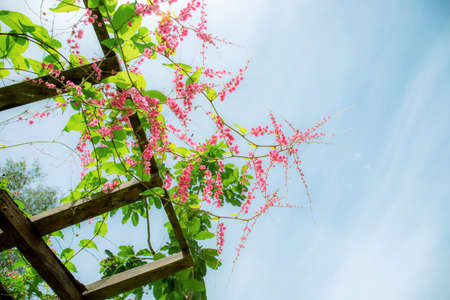 Pink ivy flowers on trellis with the blue sky.の写真素材