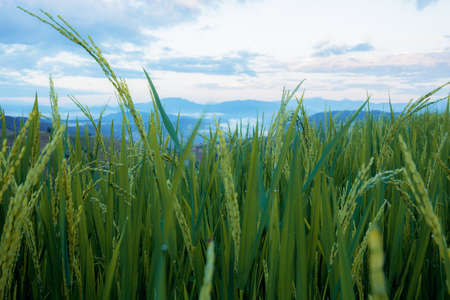 Ears and green leaves of rice in fields with the sky.の写真素材