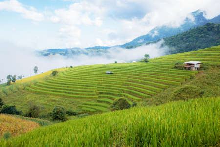 Field of rice on mountain in rainy season with the cloud.の写真素材