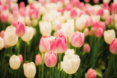 Beautiful of tulip in park with the color background.の写真素材