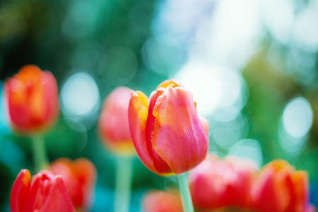Red tulip in park with the sunlight.の写真素材