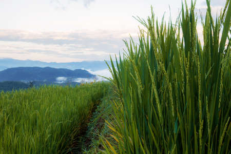 Ears and green leaves of rice on hill with the sky.の写真素材