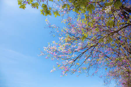 Purple crape myrtle blossoms on branch with sunlight at blue sky.の写真素材