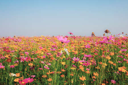Cosmos in winter with beautiful at the blue sky.の写真素材