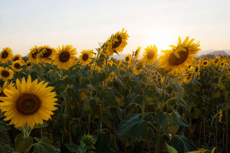 Sunflower in field with sunset at the sky.の写真素材