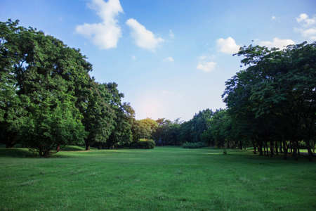 Lawns and trees in garden with the blue sky.の写真素材