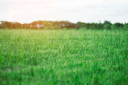 Natural of lawn with sunshine in the evening.の写真素材
