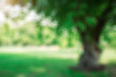 Trees on the lawn with blurred images.の写真素材