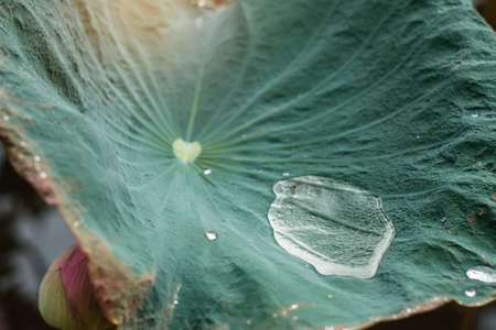 Drops after rain on lotus leaf.の写真素材