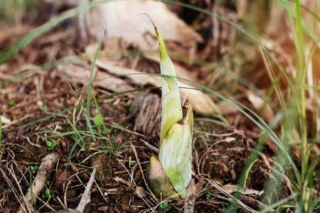Banana trees growing on the ground in garden.の写真素材