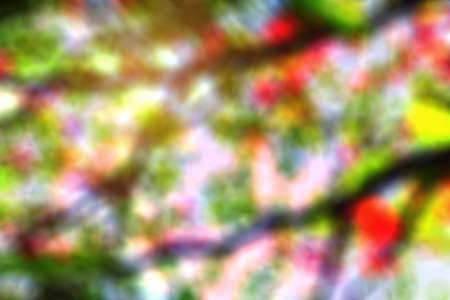 Blurry images of branches with colorful in autumn.の写真素材