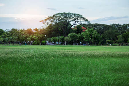 Lawn and refreshing of green nature in the park.の写真素材