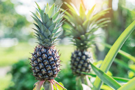 Pineapple in the garden with sunlight.の写真素材