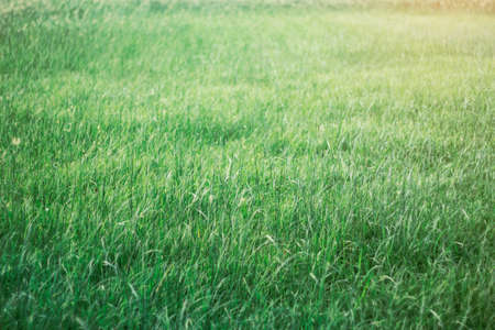 Green grass with the evening sun in park.の写真素材