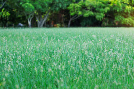 Green meadow with refreshing of nature.の写真素材