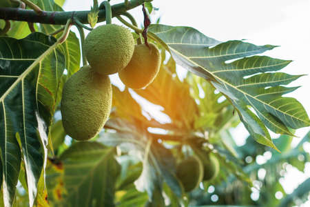 Fruits that are born naturally in the garden with sunlight.の写真素材