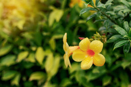Yellow flowers and water drops in the rainy season.の写真素材