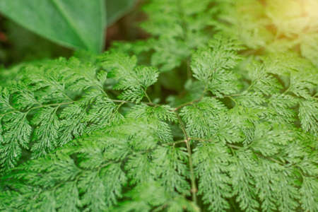 Leaves of ornamental plants with a green background.の写真素材