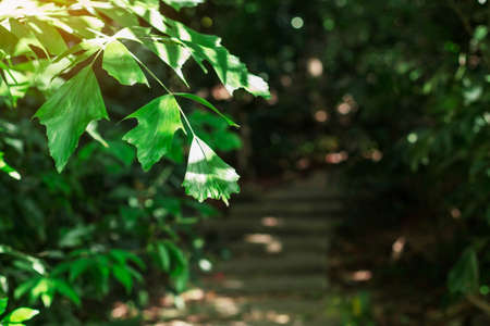 Foliage along footpath in the park.の写真素材