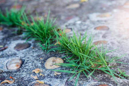 Grass growing on concrete floor in the garden.の写真素材