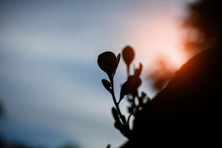 Plants growing on trees with silhouettes.の写真素材