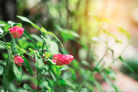 Pink flowers with sunlight in the garden.の写真素材