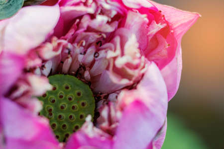 Lotus and pollen matured with close-ups of image.の写真素材