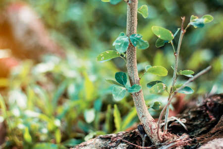 Branches that grow of tree and natural in the wild.の写真素材