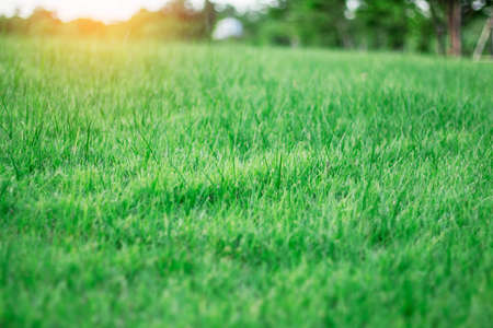 Green grass with the freshness of nature in garden.の写真素材