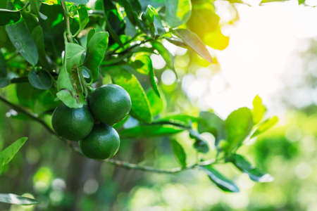 Lemon in garden with evening at sunlight.の写真素材