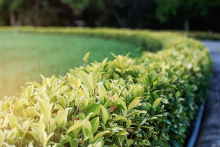 Ornamental in garden with evening sun.の写真素材