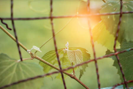 leaves on a steel fence in park.の写真素材