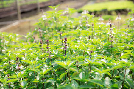Basil of blooming on plantation with the sunlight in farm.の写真素材