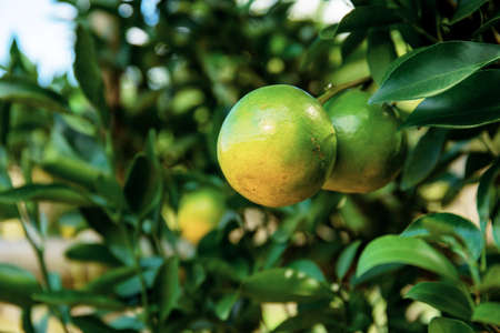 Orange on tree in farm with the sunlight at sky.の写真素材