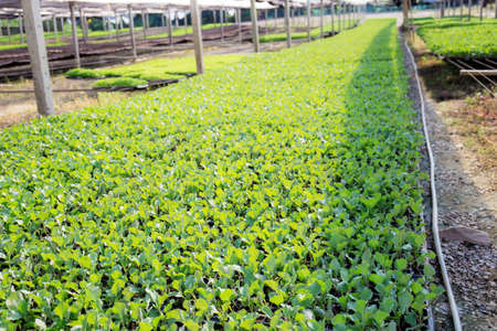 Organic vegetables in farm with the sunlight.の写真素材