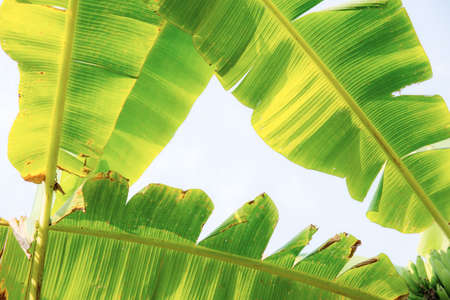 Banana leaves on tree with sunlight at sky.の写真素材